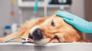 Anestesia veterinária: segurança total para os pets