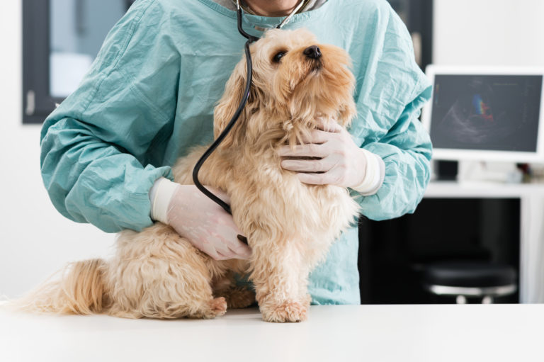 Pancreatite canina: saiba como agir rapidamente para proteger seu pet