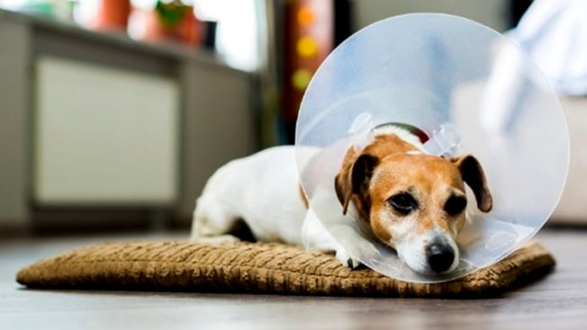 Castração em cães e gatos: mais saúde e qualidade de vida