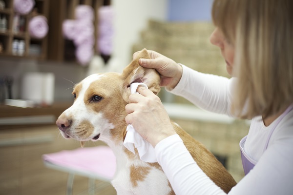 Como limpar os ouvidos do seu cachorro com segurança