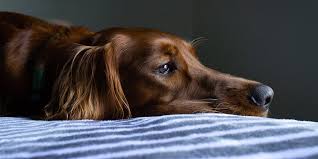 Falta de apetite canina: quando se preocupar e o que fazer:
